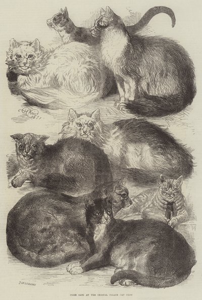 Prijswinnaars katten op de Crystal Palace Kat Show door Harrison William Weir